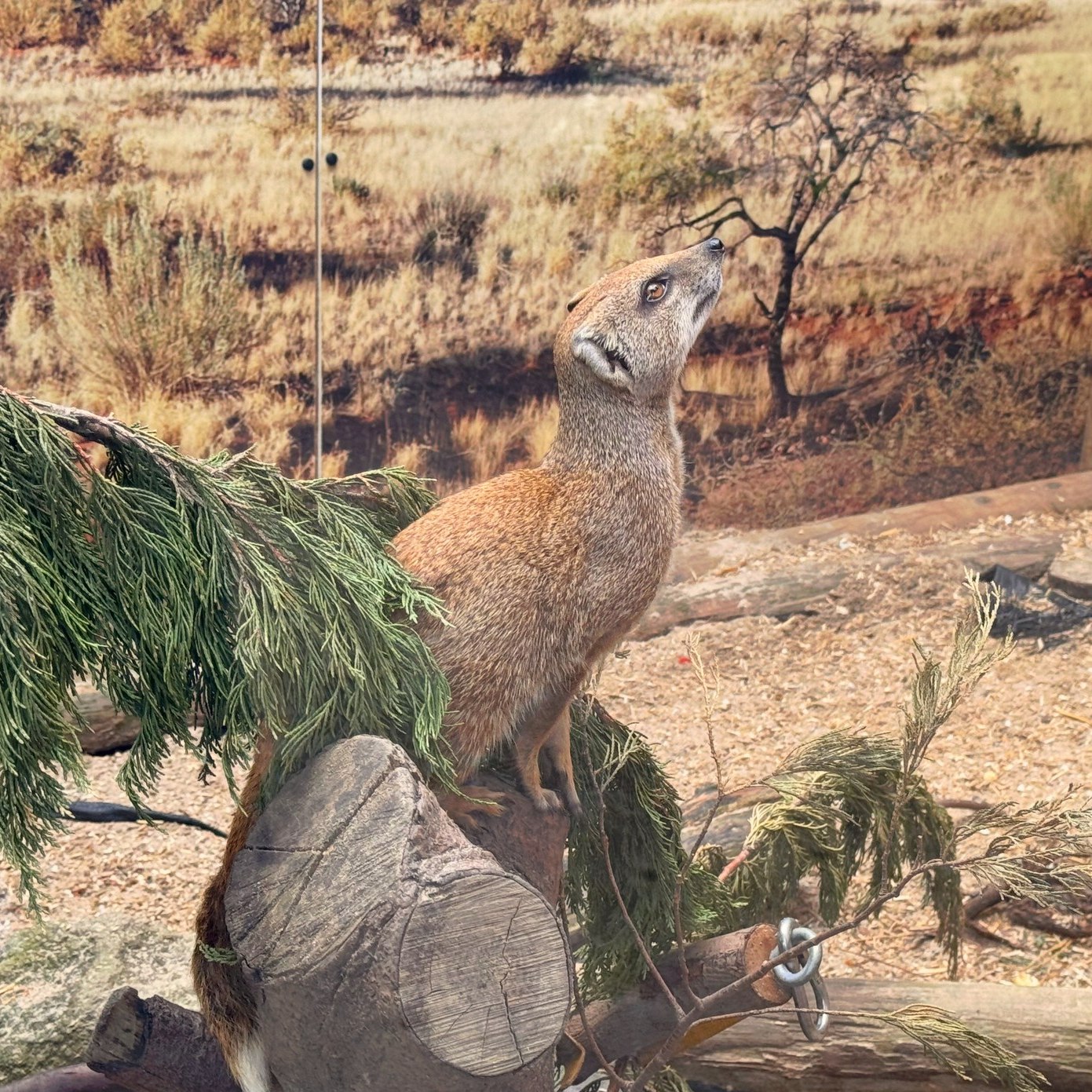 An inquisitive mongoose!