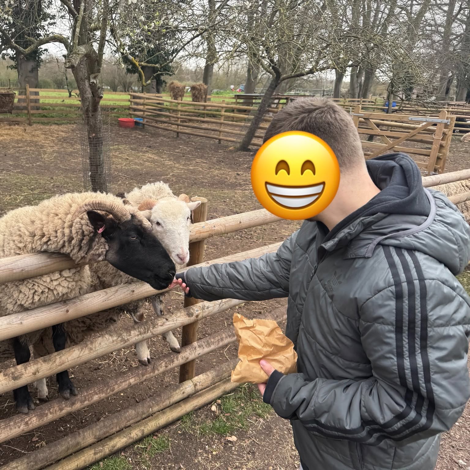 Feeding the sheep