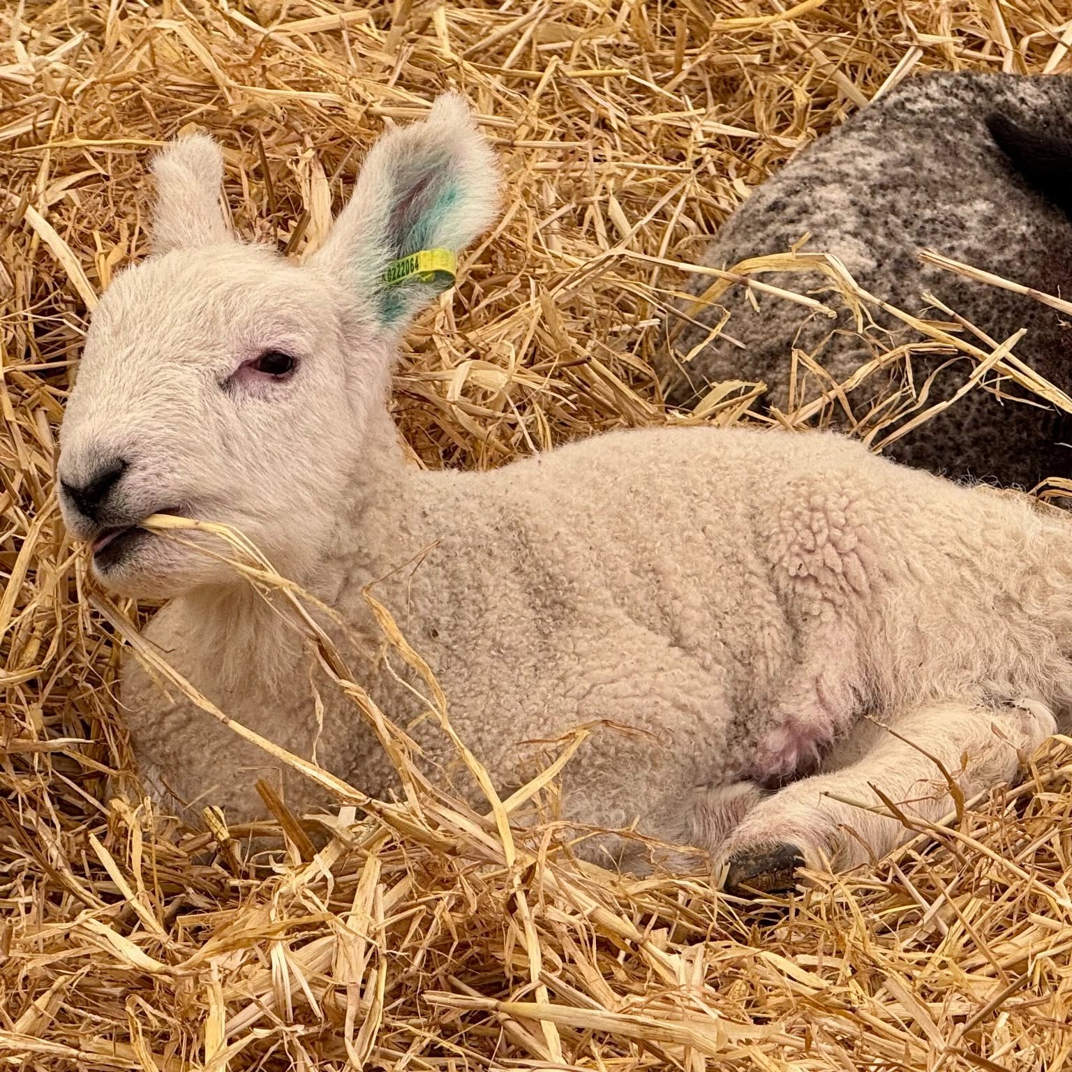 Lambing