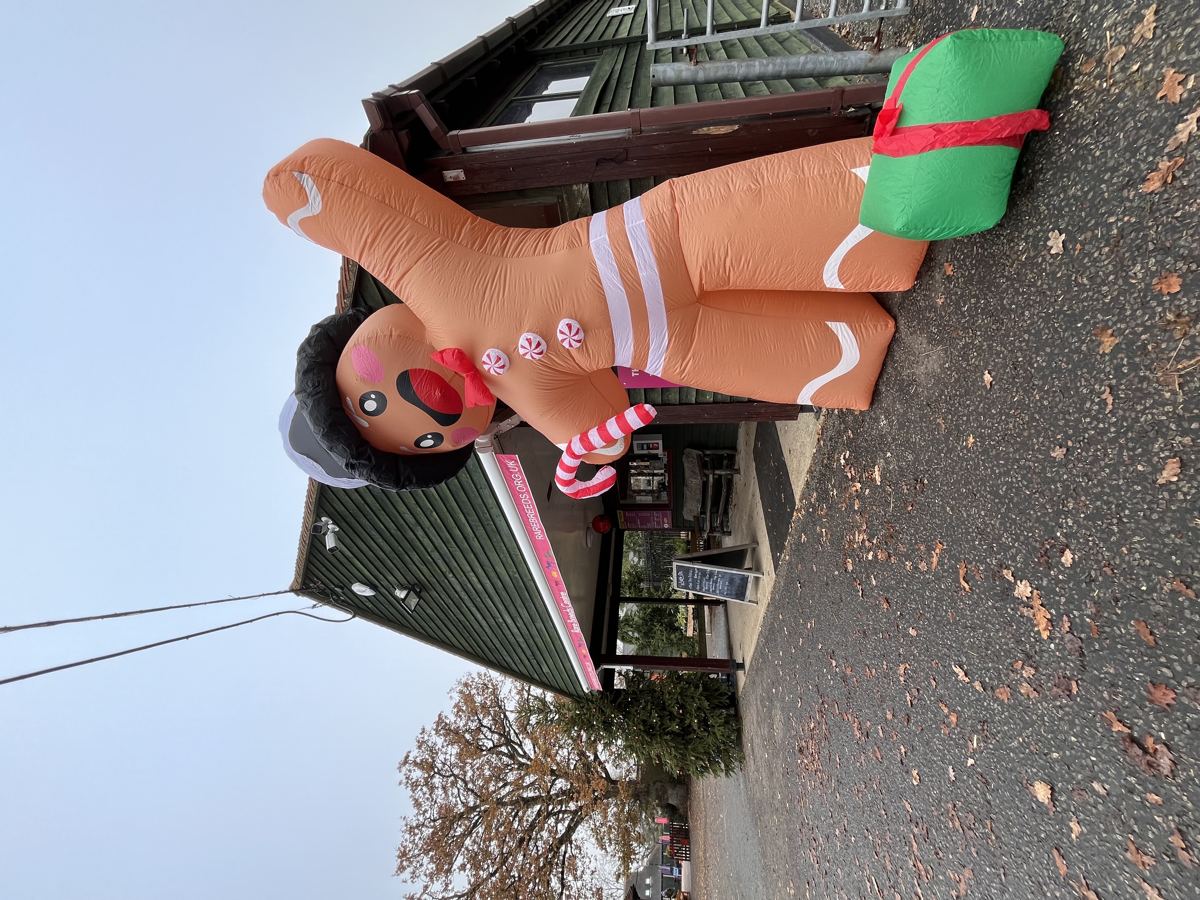 A huge Gingerbread man welcomed us to the Rare Breeds