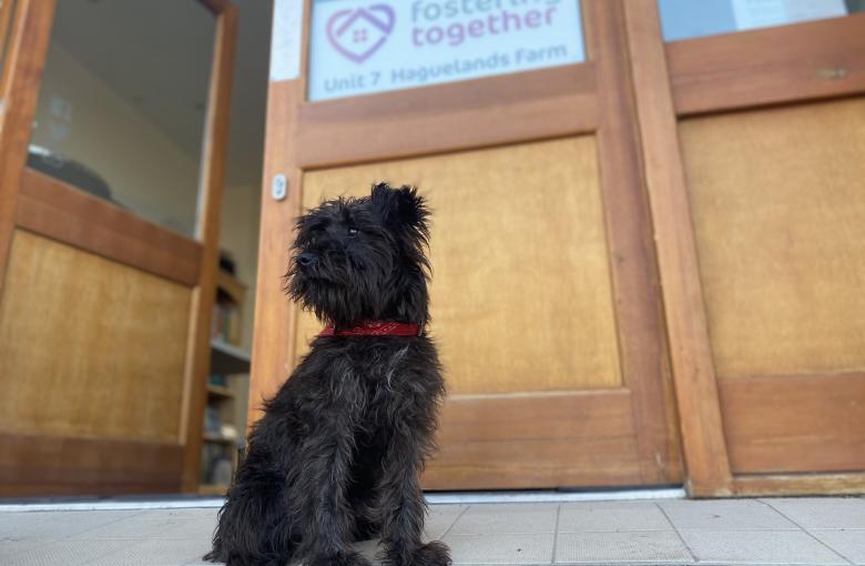 Nora the Miniature Schnauzer