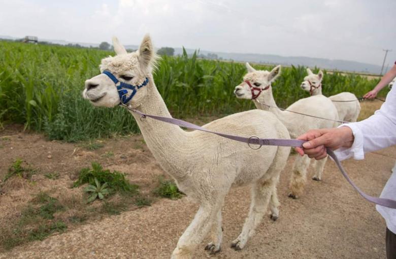 Guided Treks with our Alpaca Neighbours
